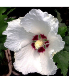 Syrský ibišek (Hibiscus) 'Red Heart' nádoba, 2l