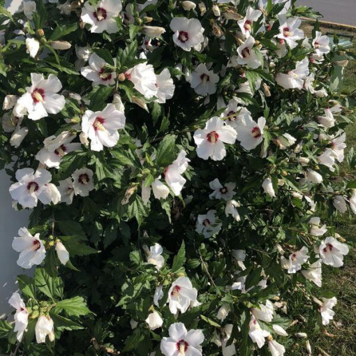 Syrský ibišek (Hibiscus) 'Red Heart' P9/C1