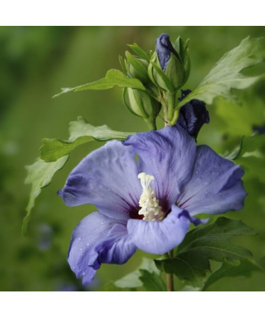 Syrský ibišek (Hibiscus) 'Oiseau Bleu' odrůda, 'Blue Bird' v květináči, 2l