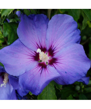Syrský ibišek (Hibiscus) 'Oiseau Bleu' odrůda, 'Blue Bird' P9/C1