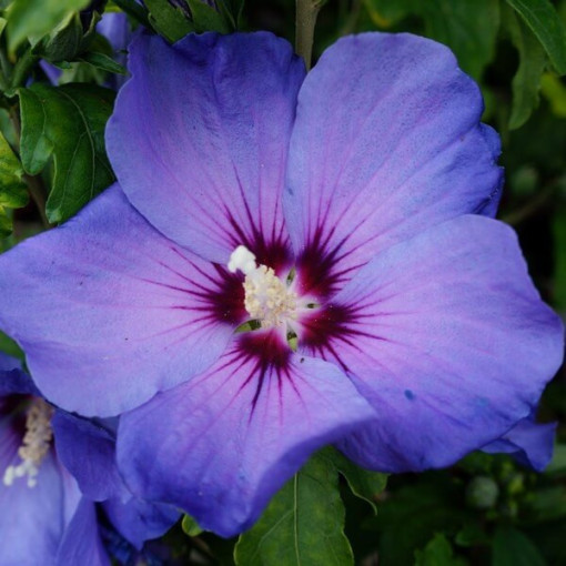Syrský ibišek (Hibiscus) 'Oiseau Bleu' odrůda, 'Blue Bird' P9/C1