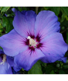 Syrský ibišek (Hibiscus) 'Oiseau Bleu' odrůda, 'Blue Bird' P9/C1
