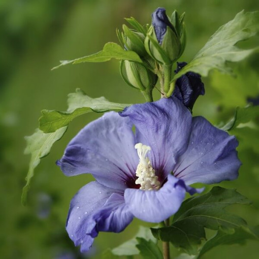 Syrský ibišek (Hibiscus) 'Oiseau Bleu' odrůda, 'Blue Bird' P9/C1