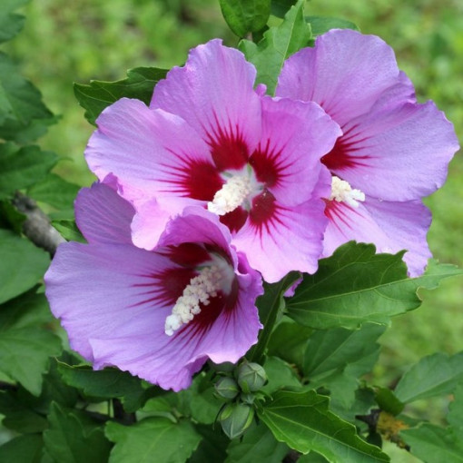 Syrský ibišek (Hibiscus) 'Maike' jednotlivý, 2L