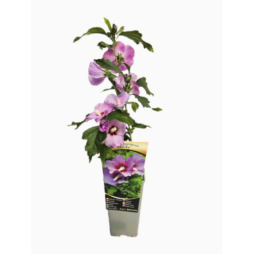 Syrský ibišek (Hibiscus) 'Maike' jednotlivý, 2L