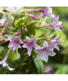 Jasmín Stefana P9/C1