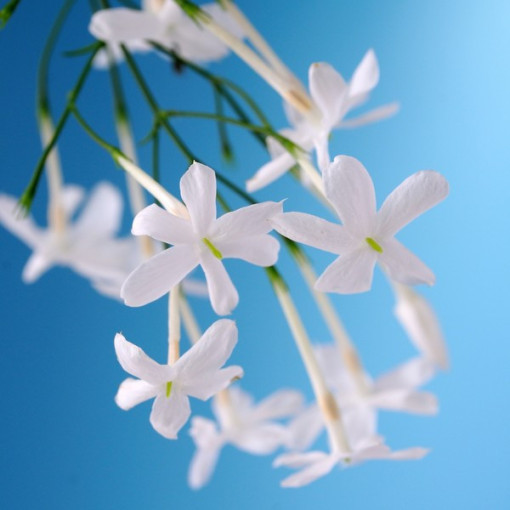 Jasmín Kvetoucí P9/C1