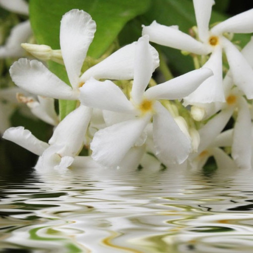 Jasmín Kvetoucí P9/C1