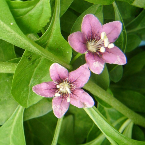 Goji Ogas - Sweet Berry P9/C1