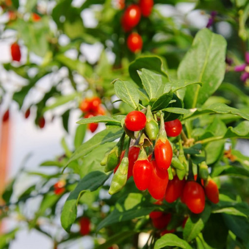 Goji Bobule - Big Berry P9/C1