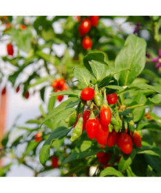 Goji Bobule - Big Berry P9/C1