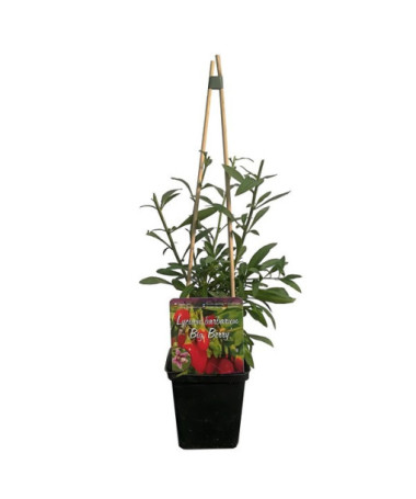 Goji Bobule - Big Berry P9/C1