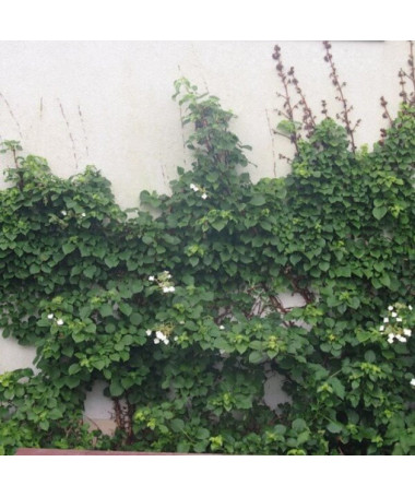 Popínavá hortenzie Petiolaris Poj, 2L