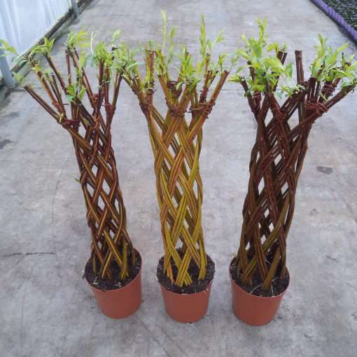 Vrba Pletená Pstrokatá (Salix alba x purpurea) v 4L květináči