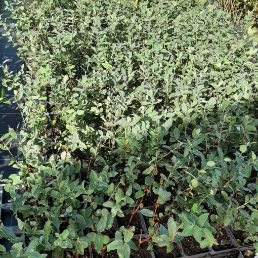 Kamčatská borůvka 'Lori' P9/C1