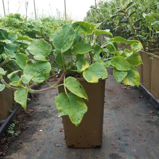 Popínavá hortenzie 'Mirranda' P9/C1