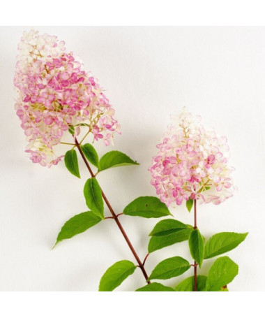 Latnatá hortenzie 'Vanille Fraise' v kontejneru, 2L