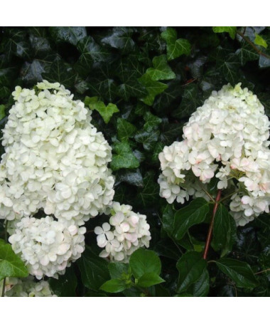 Kyticová hortenzie 'Unique' v květináči o objemu 2l