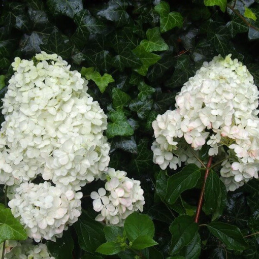 Kyticová hortenzie 'Unique' v květináči o objemu 2l