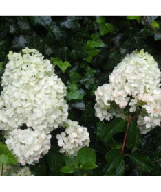 Kyticová hortenzie 'Unique' v květináči o objemu 2l