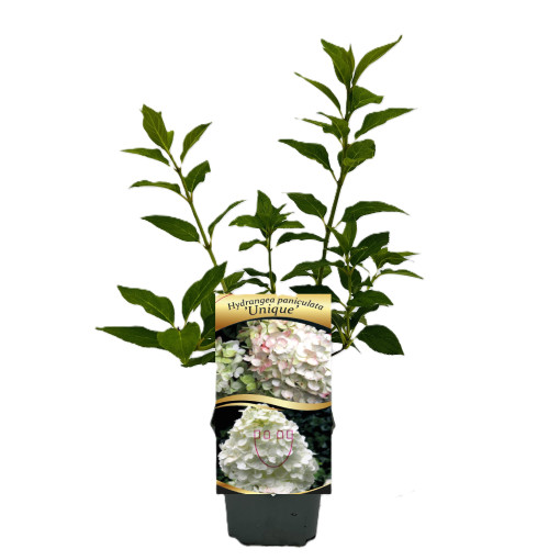 Kyticová hortenzie 'Unique' P9/C1