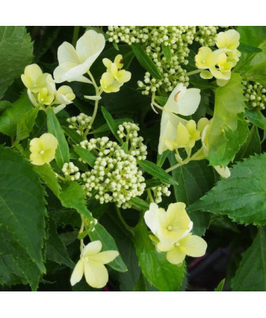 Kyticová hortenzie 'Tardiva' v květináči o objemu 2l