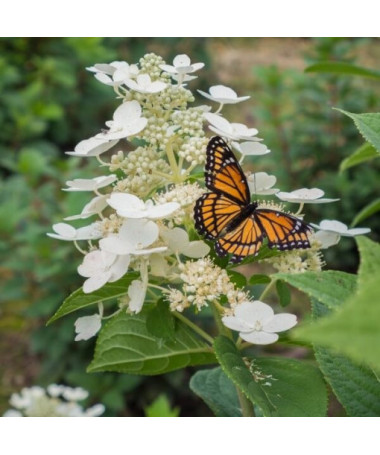 Kyticová hortenzie 'Tardiva' P9/C1