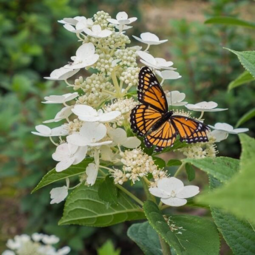 Kyticová hortenzie 'Tardiva' P9/C1