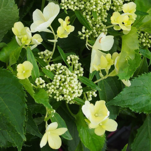 Kyticová hortenzie 'Tardiva' P9/C1