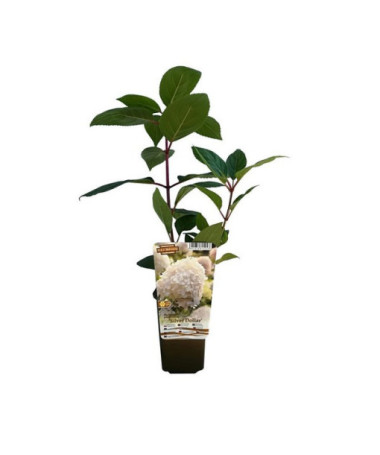 Kyticová hortenzie 'SILVER DOLLAR' v květináči o objemu 2l