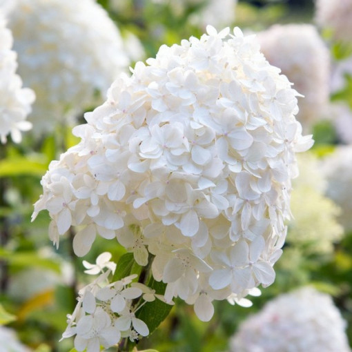 Kyticová hortenzie 'SILVER DOLLAR' v květináči o objemu 2l