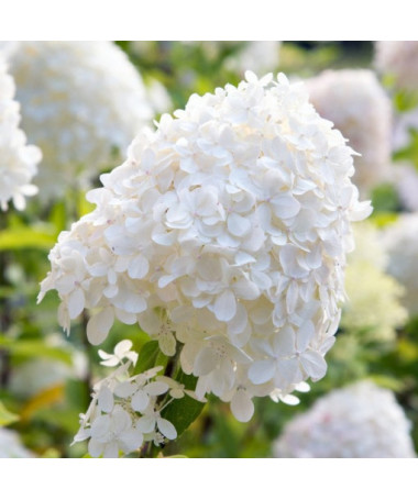 Kyticová hortenzie 'SILVER DOLLAR' P9/C1