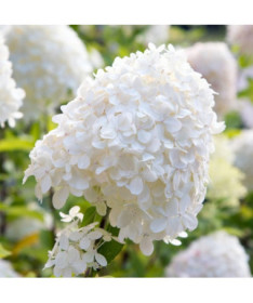 Kyticová hortenzie 'SILVER DOLLAR' P9/C1