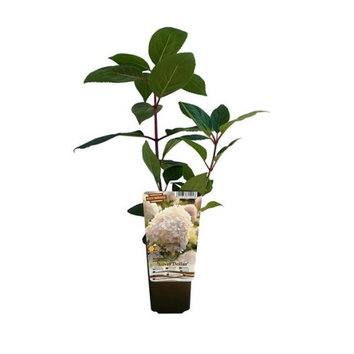 Kyticová hortenzie 'SILVER DOLLAR' P9/C1