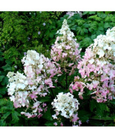 Kyticová hortenzie 'Ruby' syn, Angel's Blush P9/C1