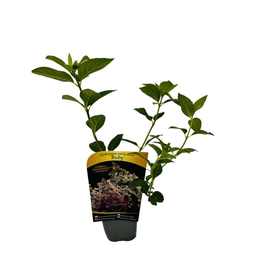 Kyticová hortenzie 'Ruby' syn, Angel's Blush P9/C1