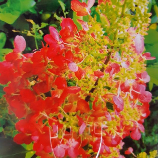 Kyticová hortenzie 'Red Star' P9/C1