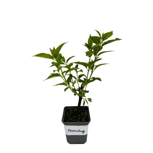 Kyticová hortenzie 'Pink Lady' P9/C1