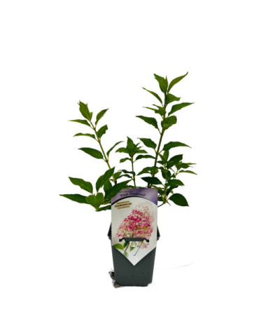 Kyticová hortenzie 'Pink Diamond' P9/C1