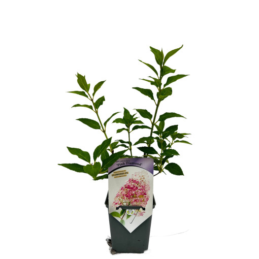 Kyticová hortenzie 'Pink Diamond' P9/C1