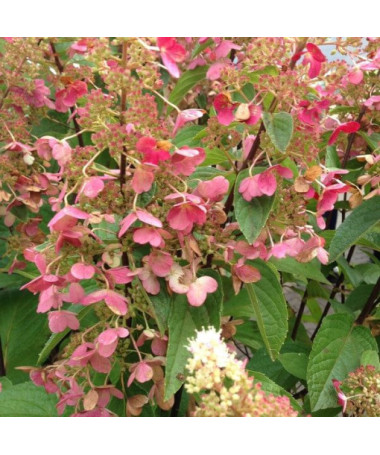 Kyticová hortenzie 'DHARUMA' v květináči o objemu 2l