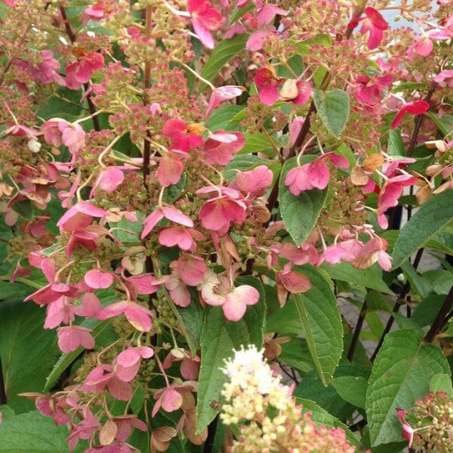 Kyticová hortenzie 'DHARUMA' v květináči o objemu 2l