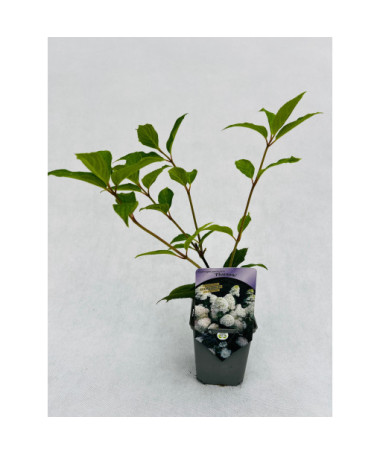 Kyticová hortenzie 'PHANTOM' P9/C1