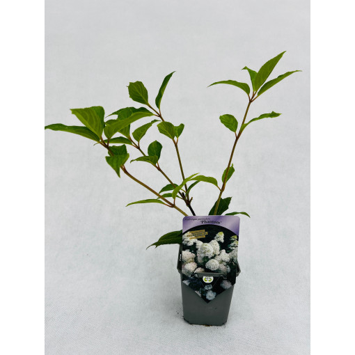 Kyticová hortenzie 'PHANTOM' P9/C1