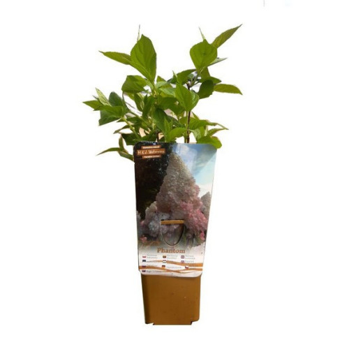 Kyticová hortenzie 'PHANTOM' P9/C1