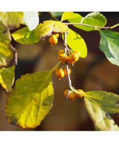 Dławisz Herkules (samčí) v květináči o objemu 2l