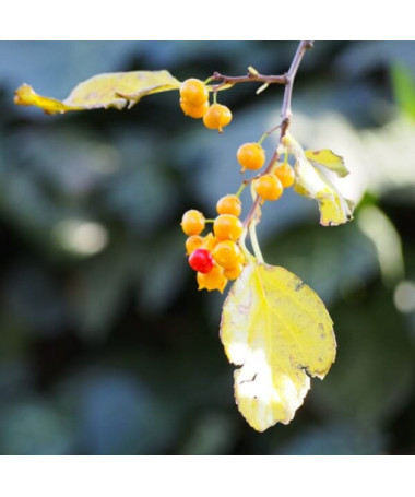 Dławisz Herkules (samčí) v květináči o objemu 2l