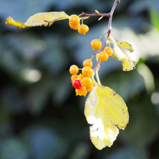 Dławisz Herkules (samčí) P9/C1