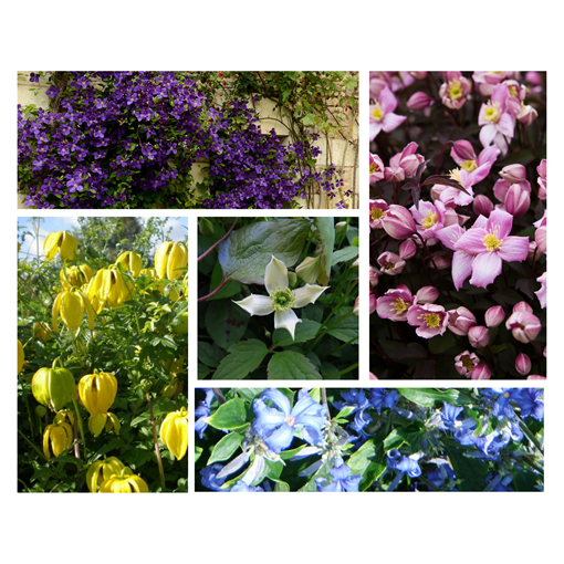 Sada 5 kusů - Plaménky v květináčích P9/C1