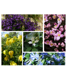 Sada 5 kusů - Plaménky v květináčích P9/C1